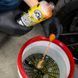 Автошампунь очищає смоли та сліди від комах Chemical Guys "Bug & Tar Remover" 473мл 206723 CWS104_16 фото 3